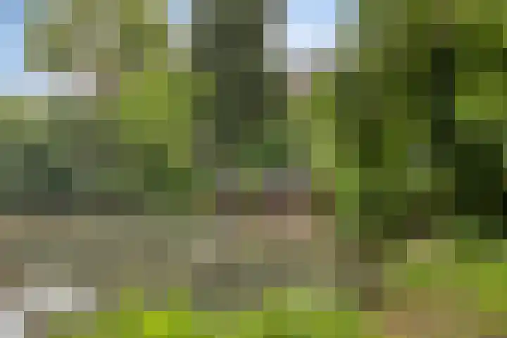 Wilack 306 Uden thumbnail 47