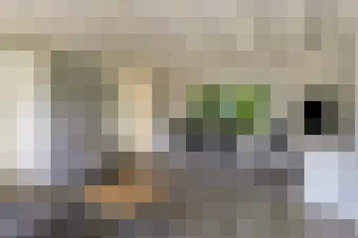 Wildhoek 4 Renesse thumbnail 6