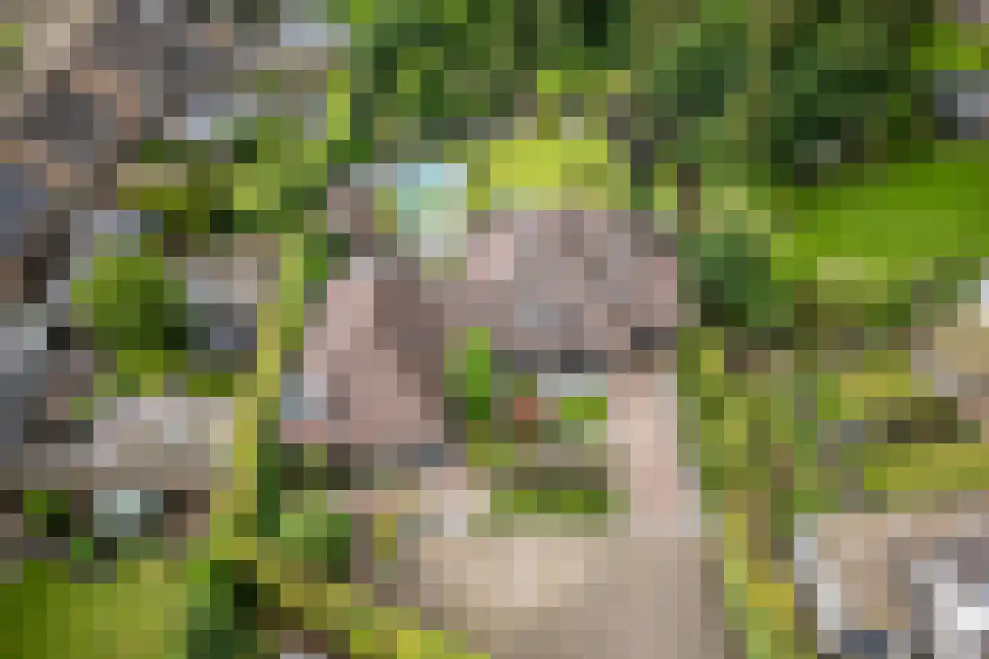 Wilgenpad 2 Den Dungen thumbnail 50