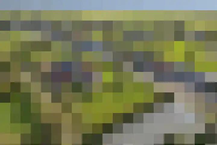 Wilgenweg 11 Pijnacker thumbnail 78