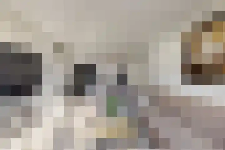 Wilhelminalaan 17 Grevenbicht thumbnail 6