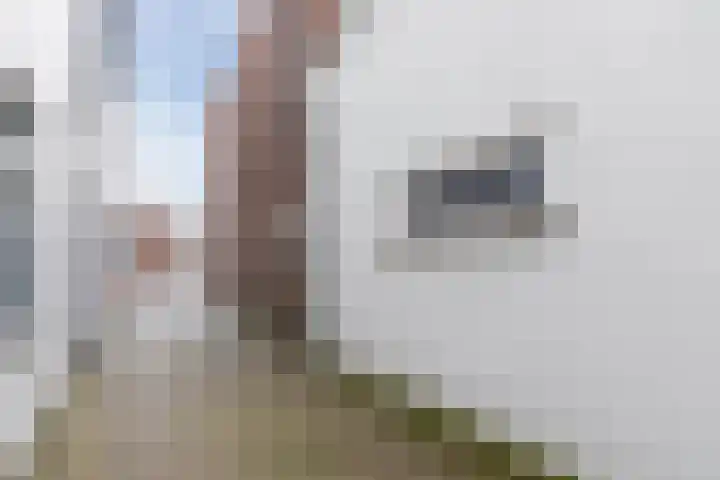 Wilhelminastraat 11 Bodegraven thumbnail 34