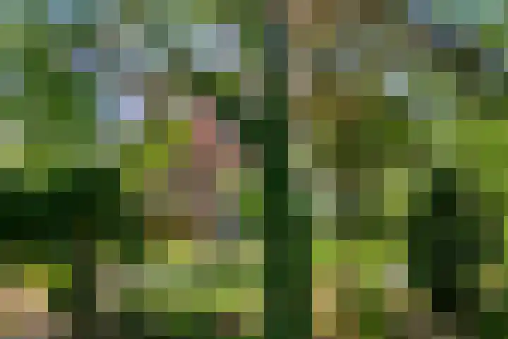 Willibrordusweg 195 Oss thumbnail 27