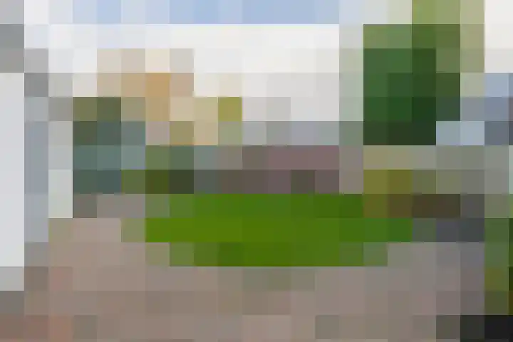 Windhond 13 Tegelen thumbnail 23