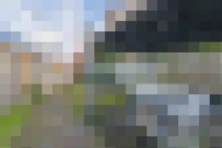 Windhond 13 Tegelen thumbnail 25