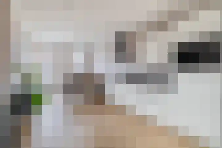 Windkracht 1 Lisse thumbnail 11