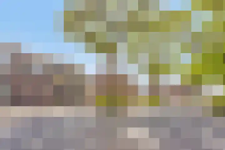 Wingerd 3 Schaijk thumbnail 41