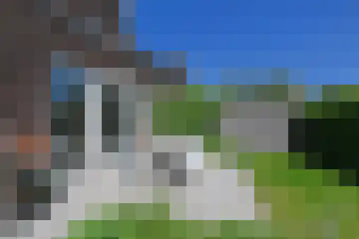Wintercyclaam 6 Nootdorp thumbnail 17