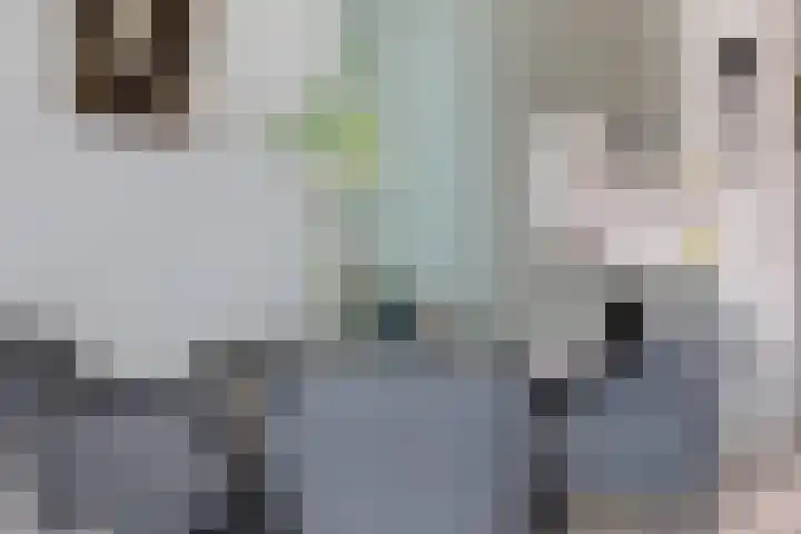 Wolfend 139 Bergschenhoek thumbnail 12