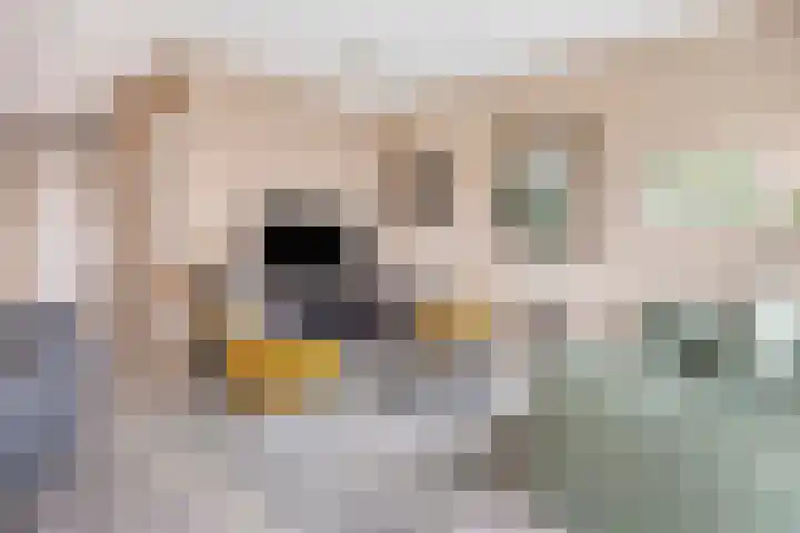 Wolfend 139 Bergschenhoek thumbnail 8