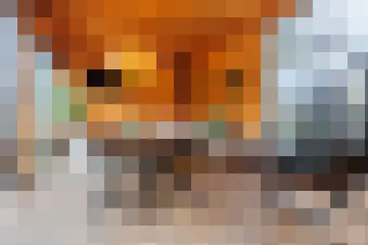 Wolfsbossingel 48 Beuningen Gld thumbnail 25