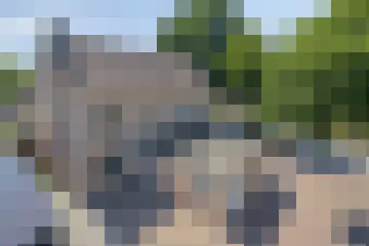 Wolfsheining 4 Rijsbergen thumbnail 43