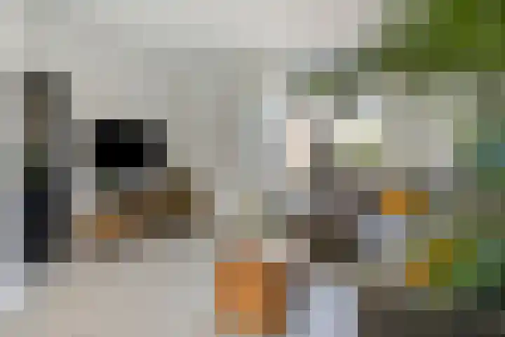 Wolfsheining 4 Rijsbergen thumbnail 9