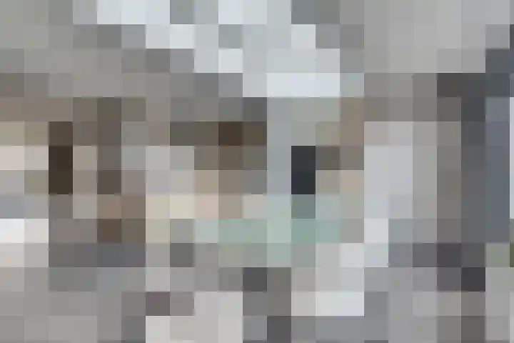 Wolfskers 1 Venray thumbnail 13