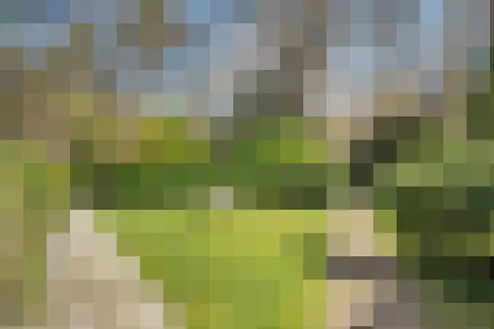 Wolfskuil 14 Ommen thumbnail 13