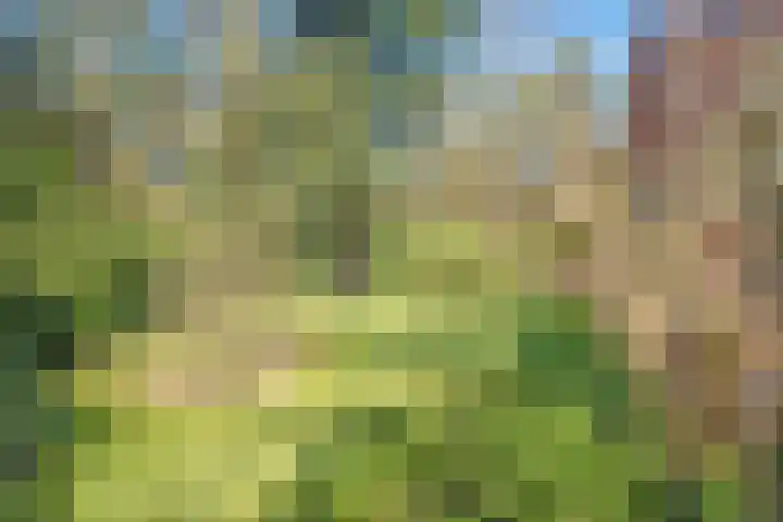 Wolfskuil 14 Ommen thumbnail 58