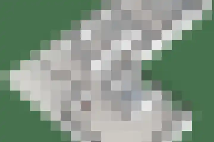 Wolfskuil 14 Ommen thumbnail 69