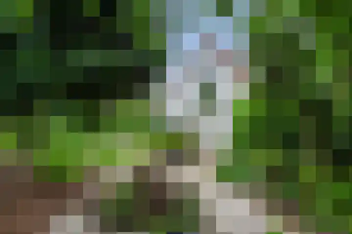 Wolfswinkel 22 Budel thumbnail 31