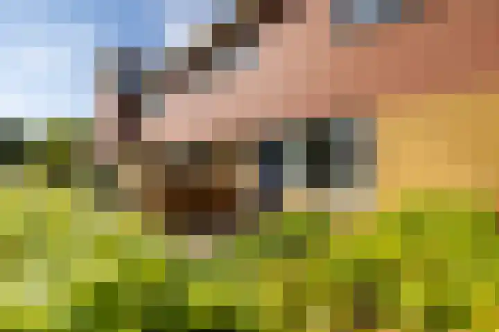 Wolga 2 Doetinchem thumbnail 26