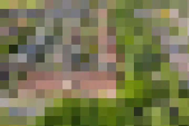 Wolga 2 Doetinchem thumbnail 49