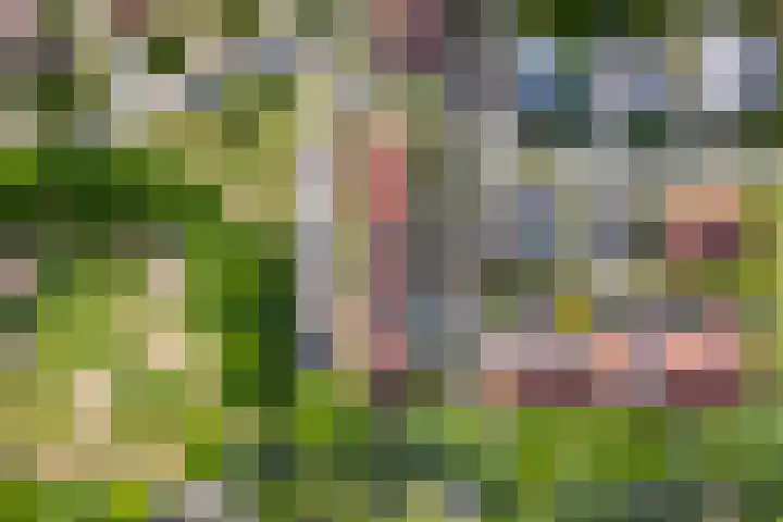 Wolga 2 Doetinchem thumbnail 50