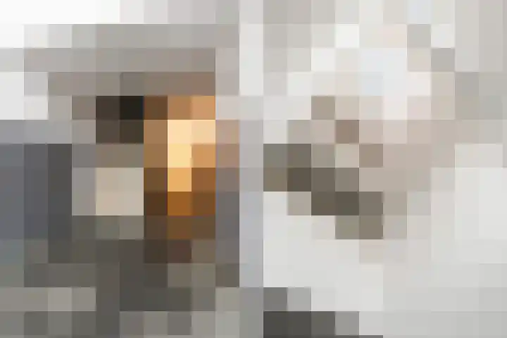 Wollebrand 9 Pijnacker thumbnail 24