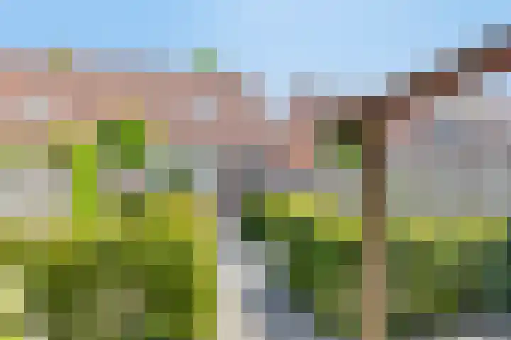 Woltingepad 24 Meppel thumbnail 30