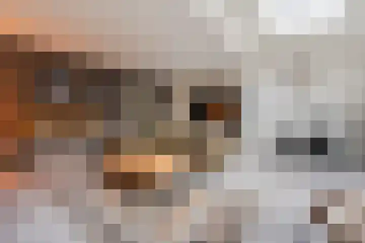 Woltingepad 29 Meppel thumbnail 7