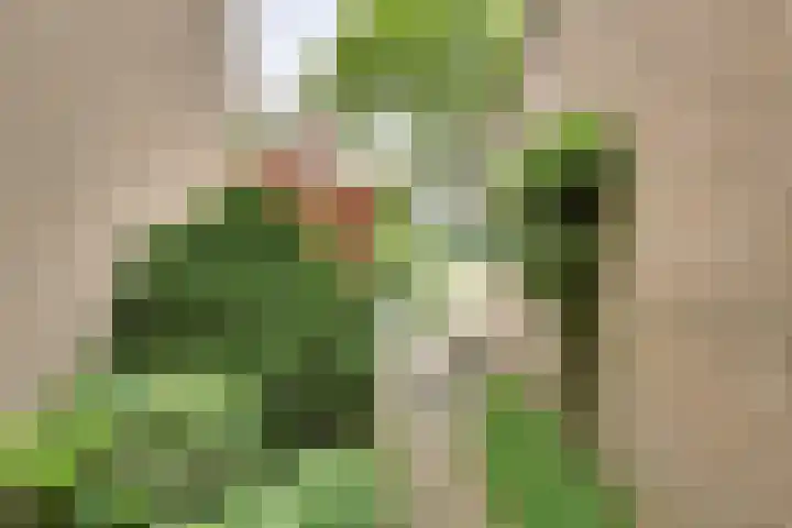 Wommelgemhof 3 Breda thumbnail 47