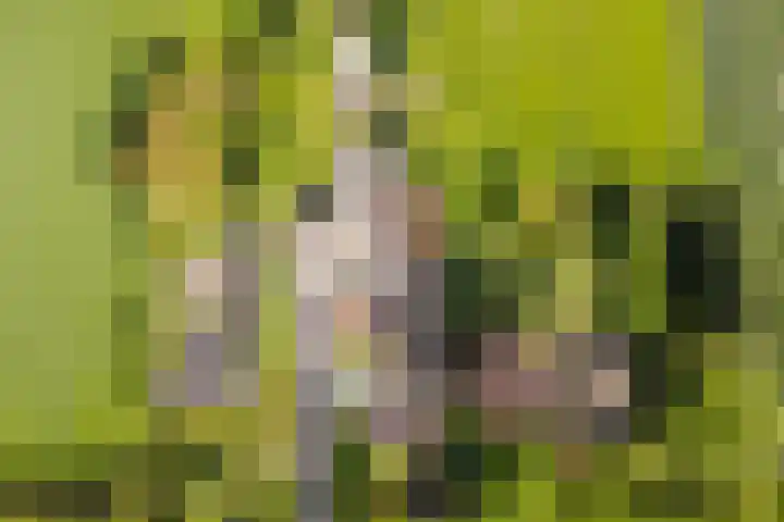 Wormerweg 17 Westbeemster thumbnail 6