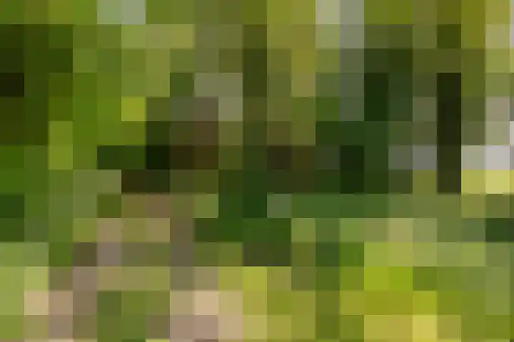 Wormerweg 17 Westbeemster thumbnail 83