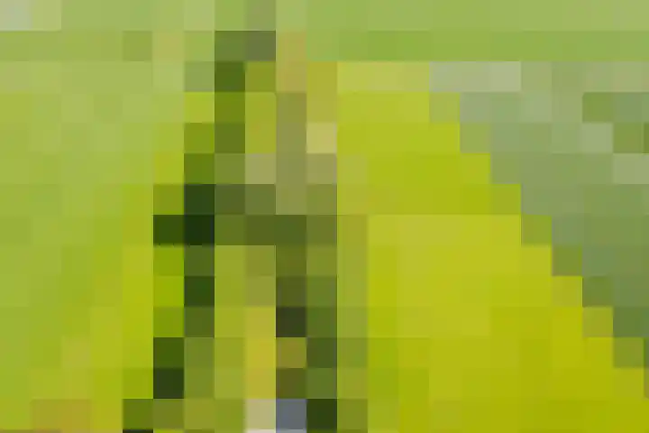 Wormerweg 17 Westbeemster thumbnail 93