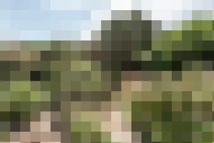 Wortelakker 2 Wezep thumbnail 67