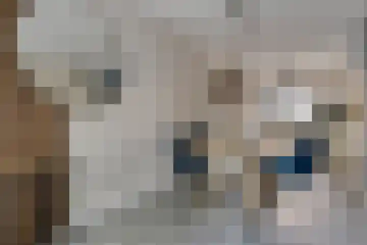 Wrongel 11 Oosterwolde thumbnail 12