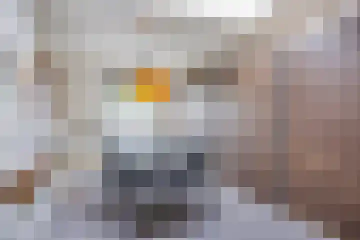 Wulp 29 Raalte thumbnail 15