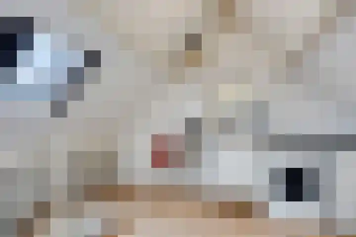 Wulp 29 Raalte thumbnail 19