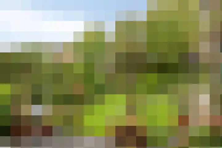 Wulp 29 Raalte thumbnail 22