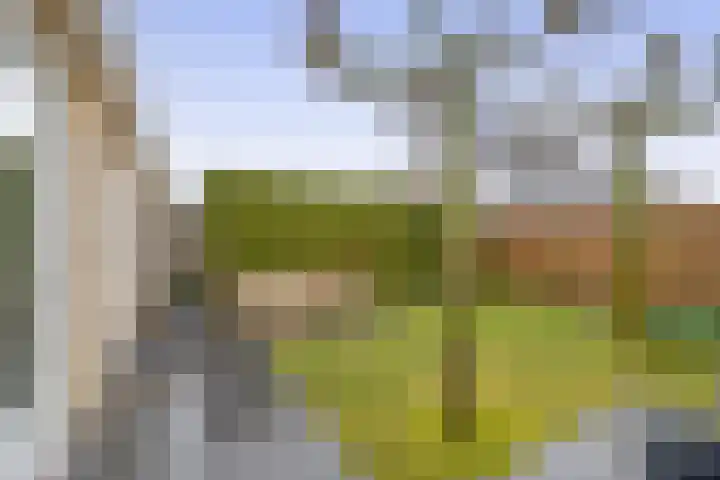 Wulp 8 Lemmer thumbnail 26