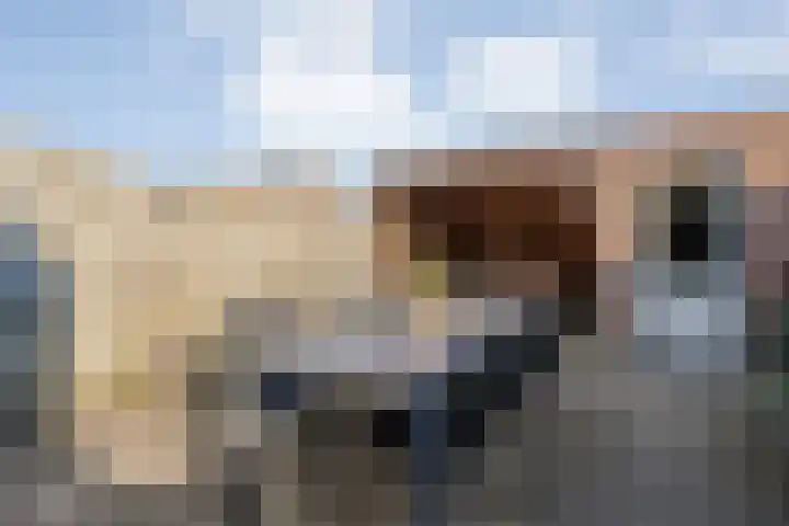 Wulp 81 Raalte thumbnail 34
