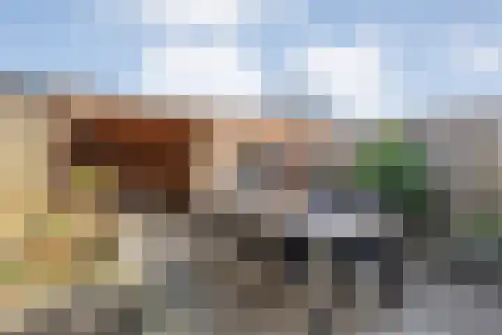 Wulp 81 Raalte thumbnail 35