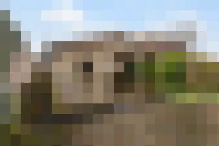 Wyns 17 Wyns thumbnail 43