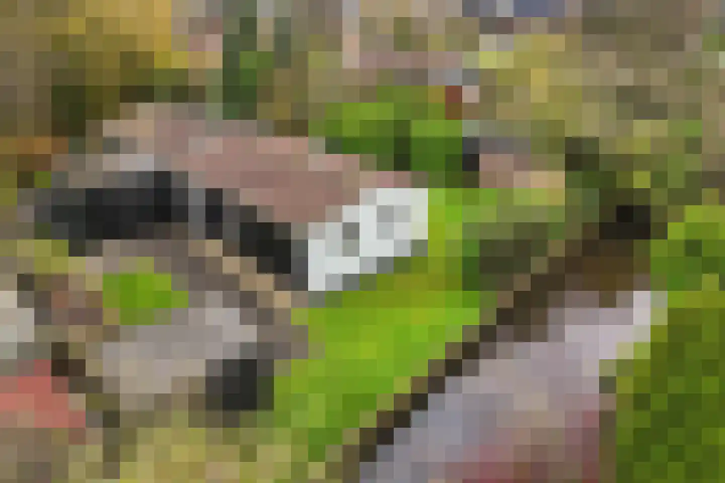 Yn 'e Lijte 41 Grou