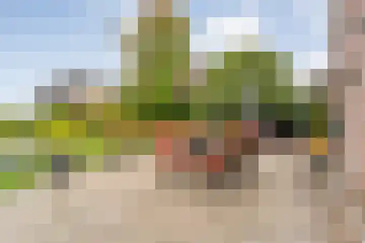 Zaaimansakker 27 Dedemsvaart thumbnail 51