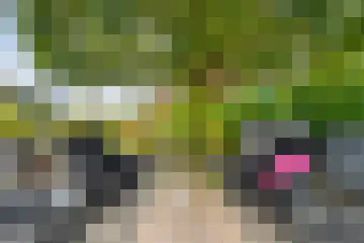 Zaaimansakker 27 Dedemsvaart thumbnail 55