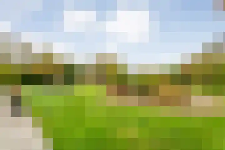 Zaaimansakker 27 Dedemsvaart thumbnail 56