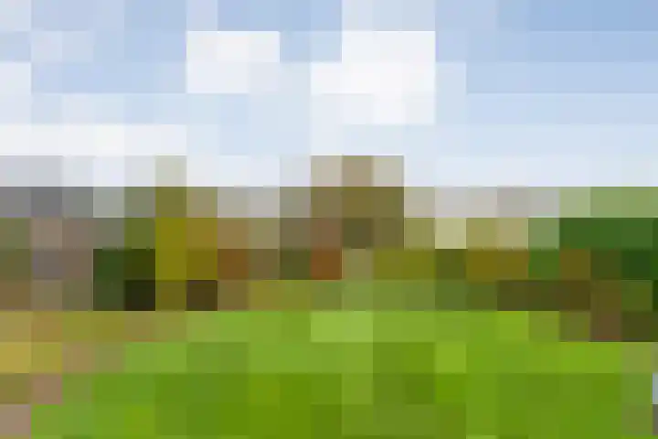 Zaaimansakker 27 Dedemsvaart thumbnail 58