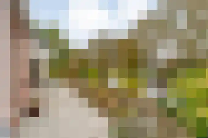 Zaaimansakker 27 Dedemsvaart thumbnail 64