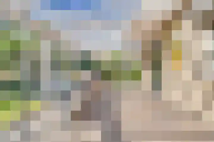 Zaaiviool 10 Berghem thumbnail 36