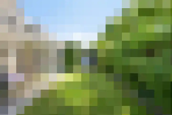 Zaaiviool 10 Berghem thumbnail 39