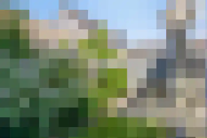 Zaaiviool 10 Berghem thumbnail 41
